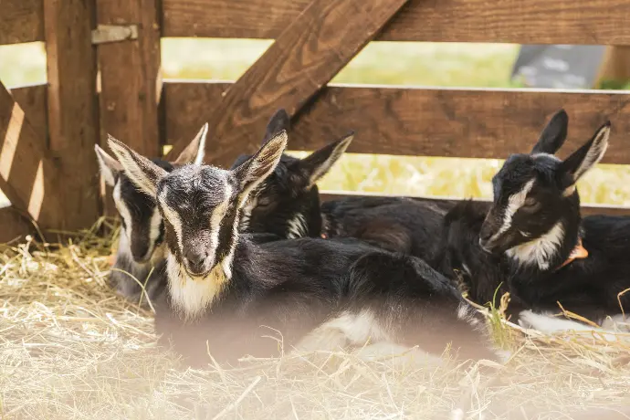 a group of goats laying on top of a dry grass field