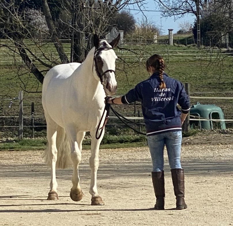 Viconte des Neiges