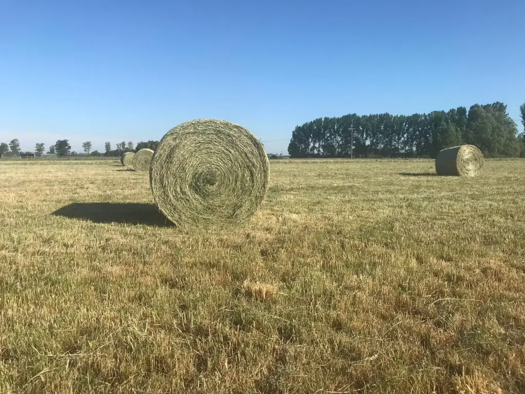 Foin de qualité spécial chevaux