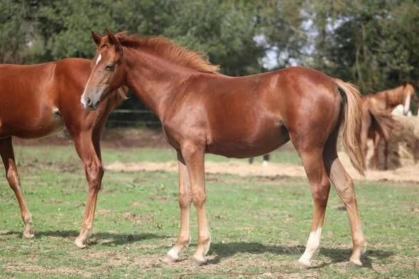 Panddora du Mouret (New Forest Part Bred)