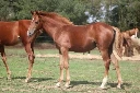 Panddora du Mouret (New Forest Part Bred)