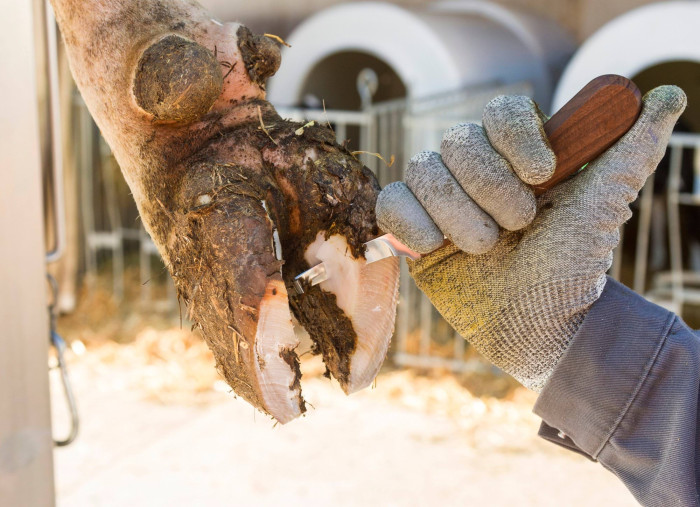 [16815] Rénette SuperProfi simple, gauche, 10mm