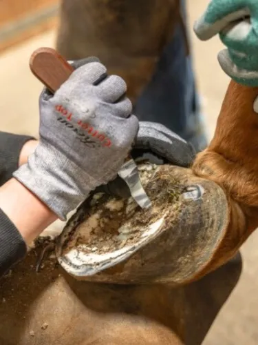 [16823] Rénette ProfiCurv simple, droite