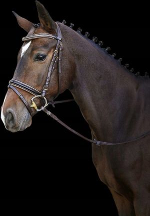 [3210487] Bridon Kingston noir, pony