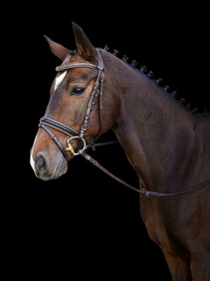 Bridon Kingston brun, pony