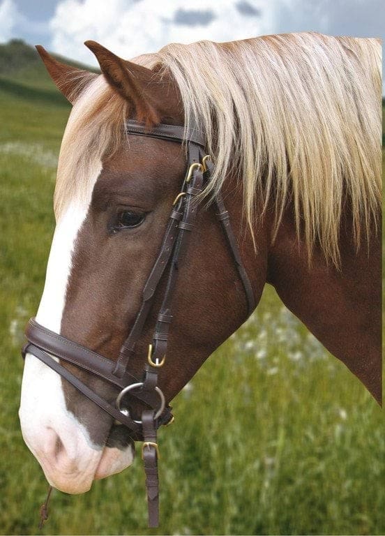 Bridon cheval de trait noir, XXFull