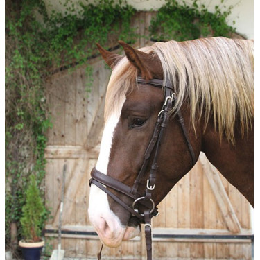 Bridon cheval de trait brun, XXFull