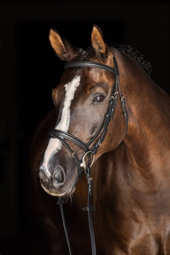 Bridon Standard noir, cob