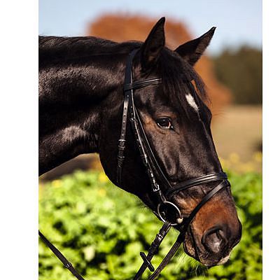 [321713] Bridon Standard noir, shetland