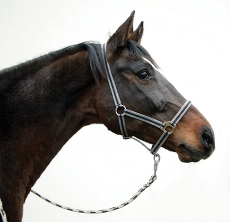 Bridon Standard brun, pony