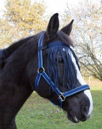 Frontal anti-mouche marine, pony