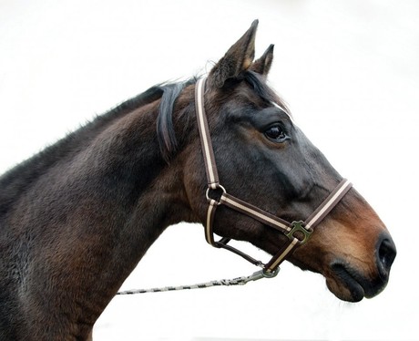 [321943] Licol nylon Hippo, Full marine/bleu clair