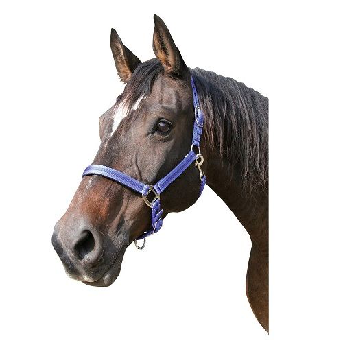 [321962] Licol Mustang bleu/noir, pony