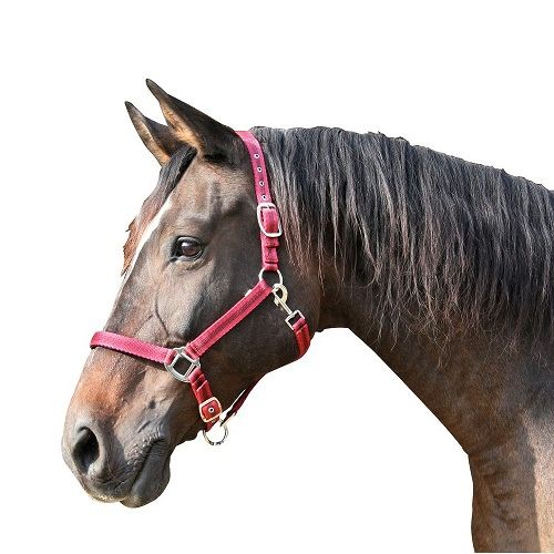 [321966] Licol Mustang rouge/noir, cob