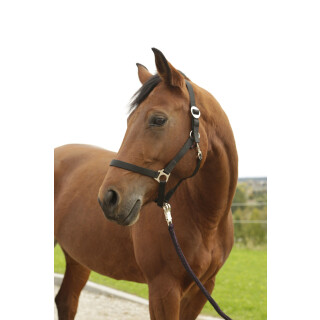 [3222124] Licol nylon Hippo Shetland noir