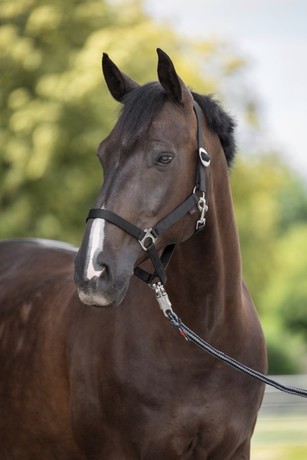 [3222127] Licol nylon Hippo Full noir