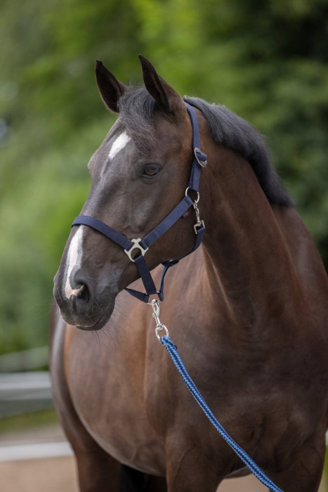 Licol nylon Hippo Pony marine