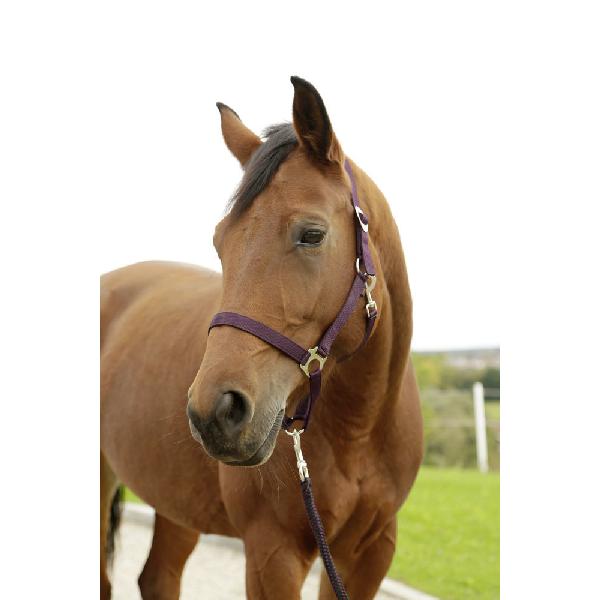 [3222135] Licol nylon Hippo Foal aubergine