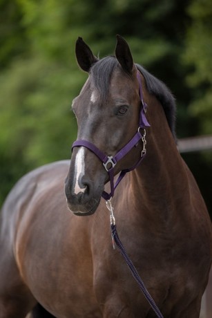 [3222137] Licol nylon Hippo Pony aubergine