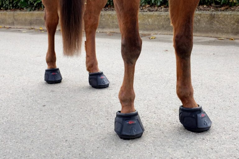 Sandale pour chevaux T. 3