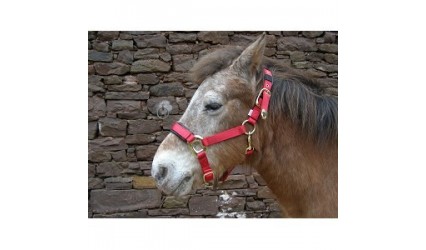 [3224612] Licol TopLine Navy, Cob