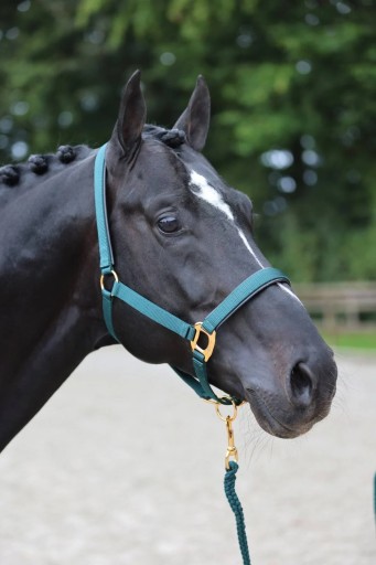 [3224622] Licol TopLine Forest, Xfull