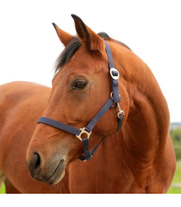 [3224629] Licol Dexter bleu, Foal