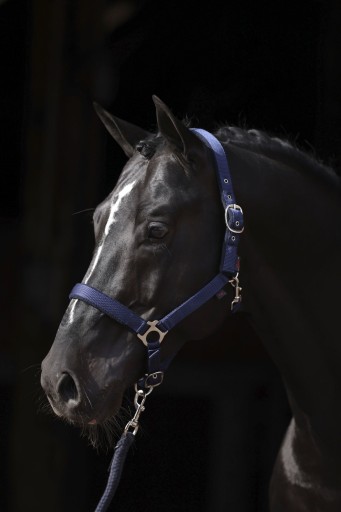 [3224634] Licol Dexter bleu, XFull