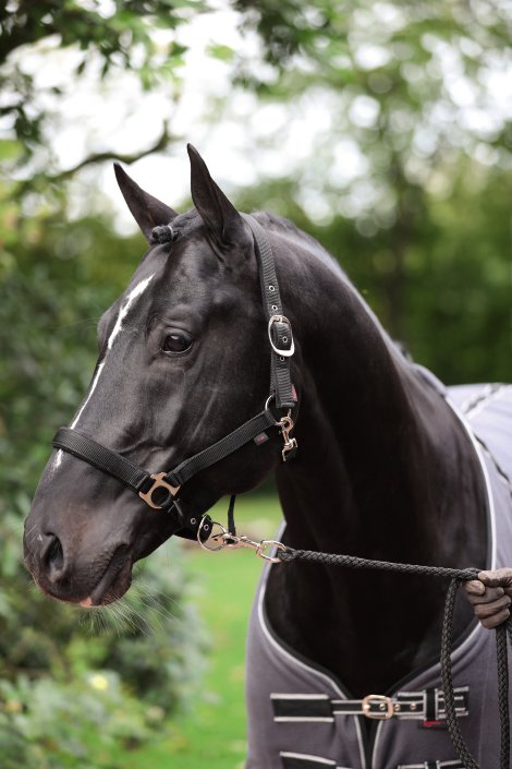 Licol Dexter noir, XFull