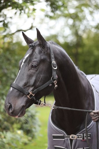 [3224637] Licol Dexter noir, XXFull