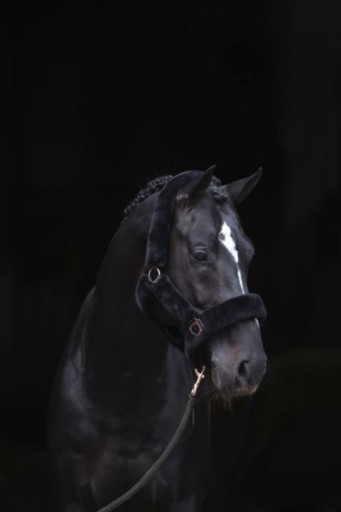 [3224639] Licol SuperSoft