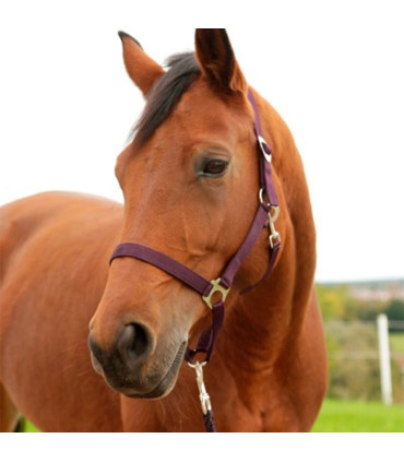 [3224641] Licol SuperSoft