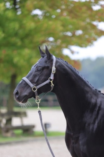 [3224735] Licol Classy Stone, Cob