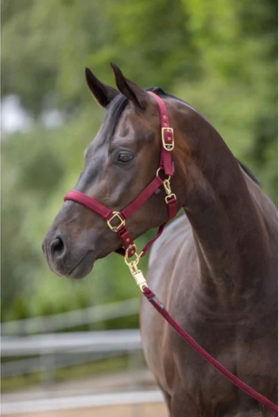 [3224738] Licol Classy Merlot, Pony