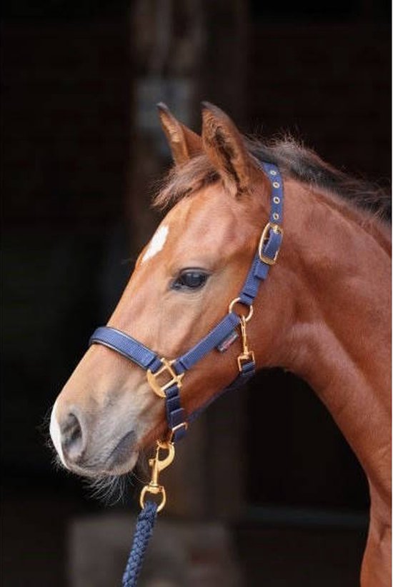 Licol TopLine Black, Poulain