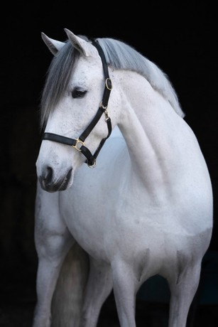 Licol Eco, cuir noir, Full