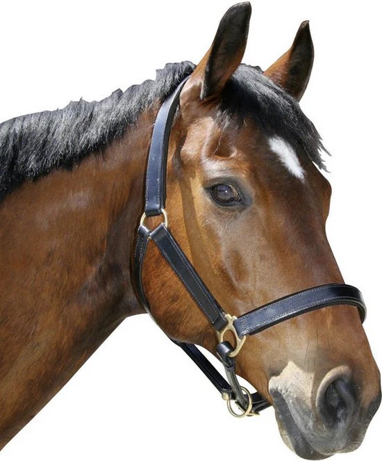 Licol Eco, cuir noir, XFull