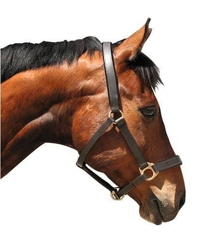 Licol Eco, cuir marron, XFull