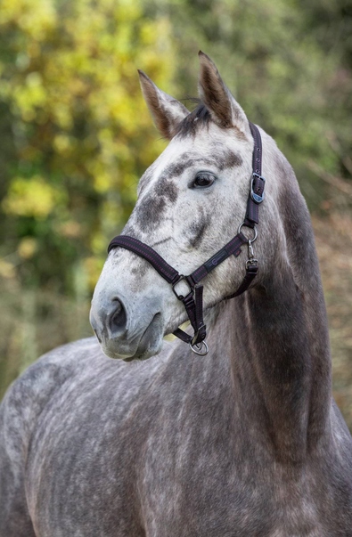 Licol Royal noir/fuchsia, Cob