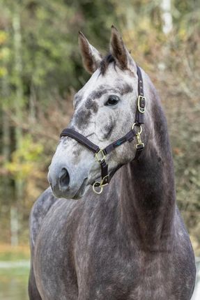 Licol Royal brun/bleu clair, Shetty