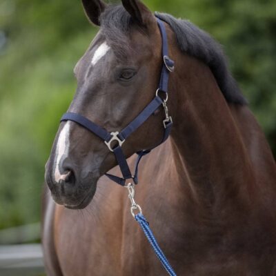 Licol Royal brun/bleu clair, XFull