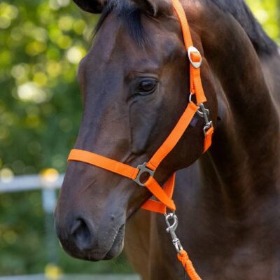 Cravache de dressage en carbon