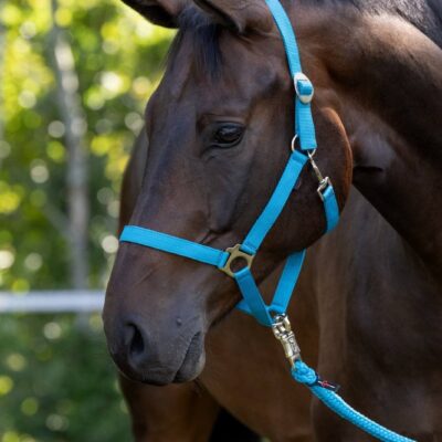 Cravache de dressage, 110 cm,