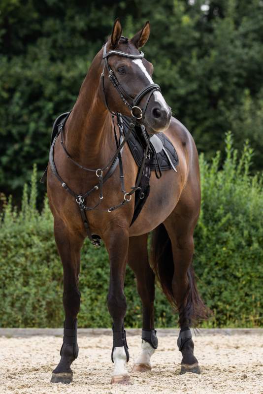 Bridon « Clincher » noire, pet