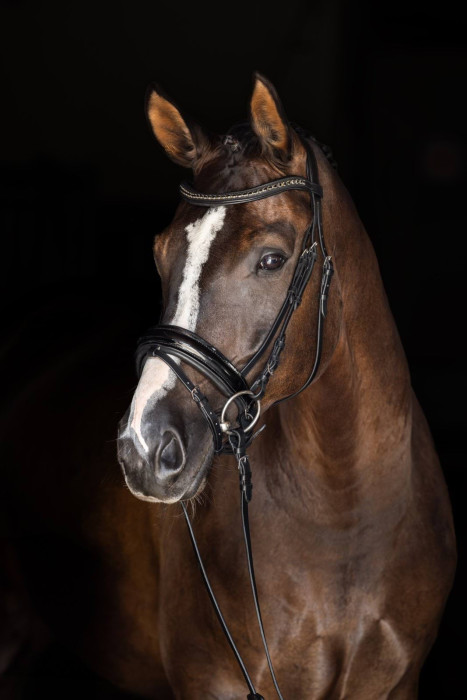 Licol noir laqué, cheval pièce de rechange pour bridon