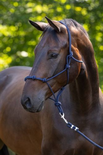 Licol éthologique bleu foncé,