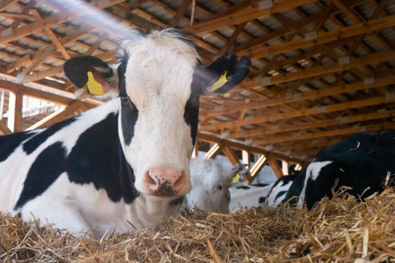 [3230261] Cloches de protect. caoutchouc