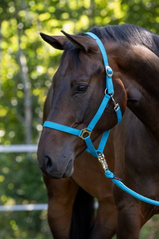 Licol nylon Hippo, grand cheva