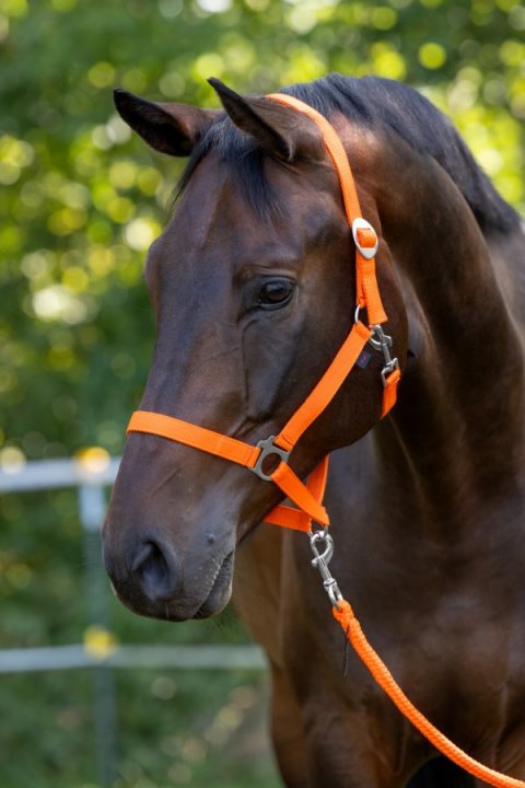 Licol en nylon Hippo, poney, o