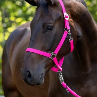 Licol en nylon Hippo, petit po